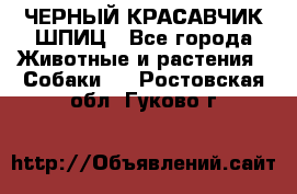 ЧЕРНЫЙ КРАСАВЧИК ШПИЦ - Все города Животные и растения » Собаки   . Ростовская обл.,Гуково г.